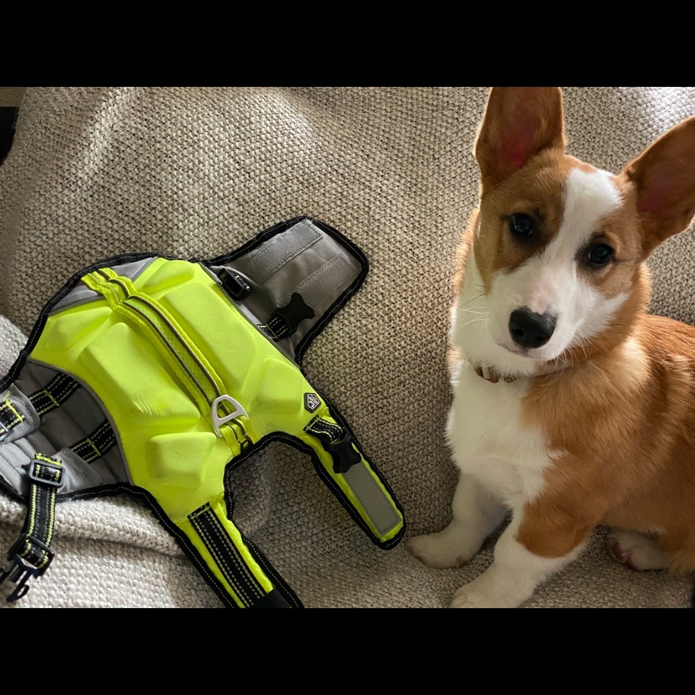 Arcadia dog life vest